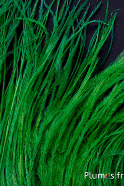 Autruche barbules - 8-15 cm - vert